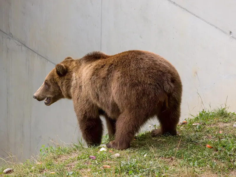 A brown bear in the riverside enclosure of Bern's BärenPark below the Old Town