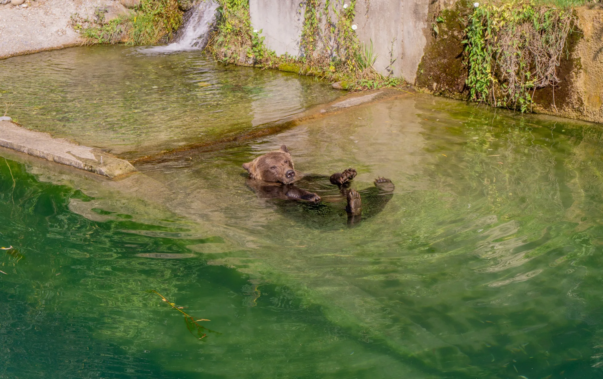 A brown bear floating in the green pool of Bern's BärenPark on the bank of the Aare